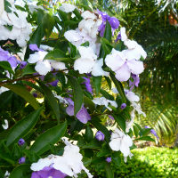 Brunfelsia latifolia