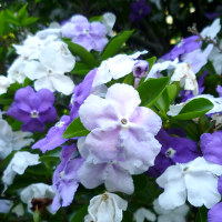 Brunfelsia latifolia