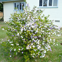 Brunfelsia latifolia