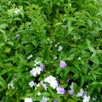 Brunfelsia latifolia