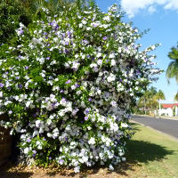 Brunfelsia latifolia