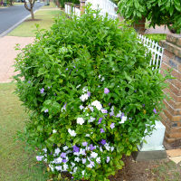 Brunfelsia latifolia