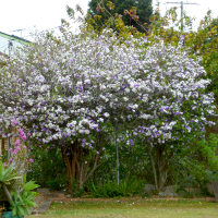 Brunfelsia latifolia