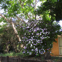 Brunfelsia latifolia