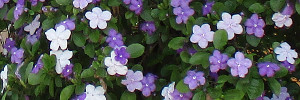 brunfelsia