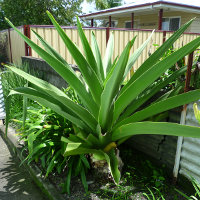 crinum