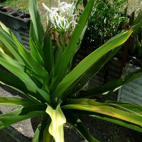 crinum