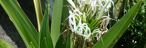 subject tag image