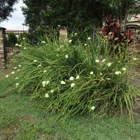 Dietes bicolor