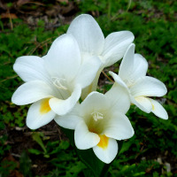 Freesia