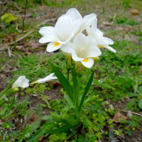 Freesia