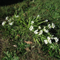 Freesia late August