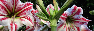 hippeastrum tab