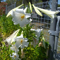 lilium_longiflorum