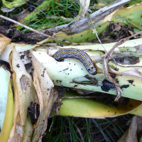 Spodoptera picta