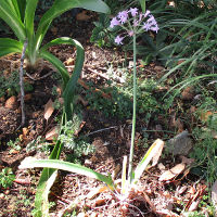 Tulbaghia simmleri syn fragrans