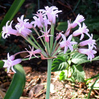 Tulbaghia simmleri syn fragrans