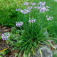 Tulbaghia violacea