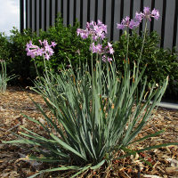 Tulbaghia violacea