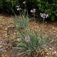 Tulbaghia violacea