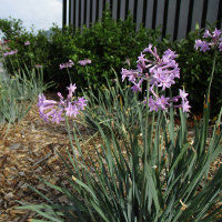 Tulbaghia violacea