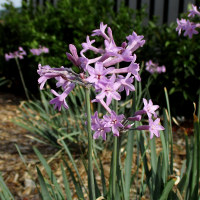 Tulbaghia violacea