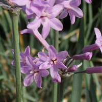 Tulbaghia violacea