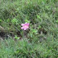 Zephyranthes grandiflora