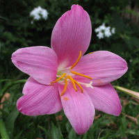 Zephyranthes grandiflora