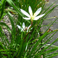 Zephyranthes candida