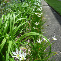 Zephyranthes candida