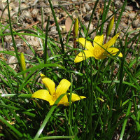 yellow Zephyranthes