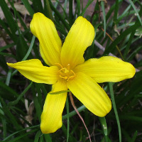yellow Zephyranthes