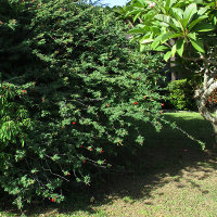 probably Calliandra californica