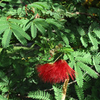 probably Calliandra californica