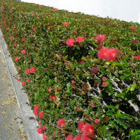 Calliandra_haematocephala