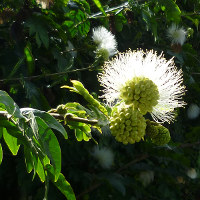 Calliandra_haematocephala