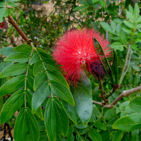 Calliandra_haematocephala