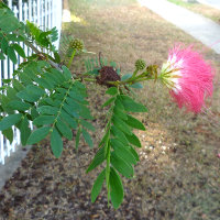 Calliandra haematocephala flower and stem