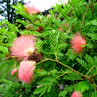 Calliandra haematocephala flowers