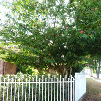 Calliandra haematocephala tree