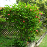 Calliandra haematocephala shrub