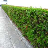 Calliandra haematocephala hedge