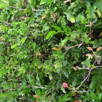 Calliandra haematocephala hedge detail