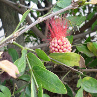 Calliandra_haematocephala