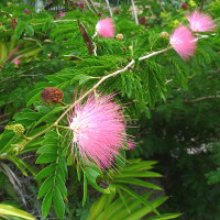 Calliandra_haematocephala