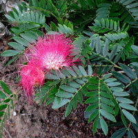 probably Calliandra rosea