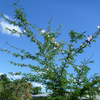 Calliandra surinamensis