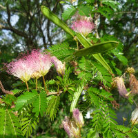 Calliandra surinamensis