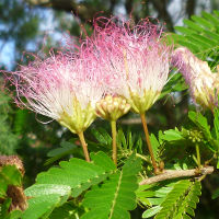 Calliandra surinamensis